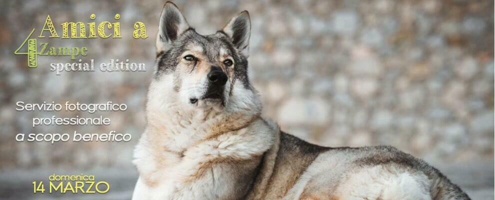 A Siderno una raccolta fondi a favore degli amici a 4 zampe. Servizio fotografico del vostro cane a scopo benefico