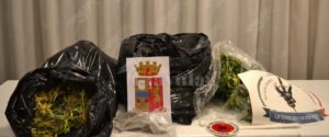 Coltiva marijuana in casa, arrestato item-thumbnail