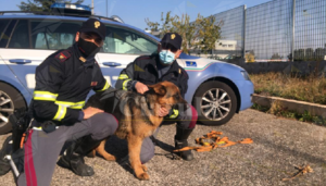 La polizia salva un cucciolo di pastore tedesco in autostrada item-thumbnail