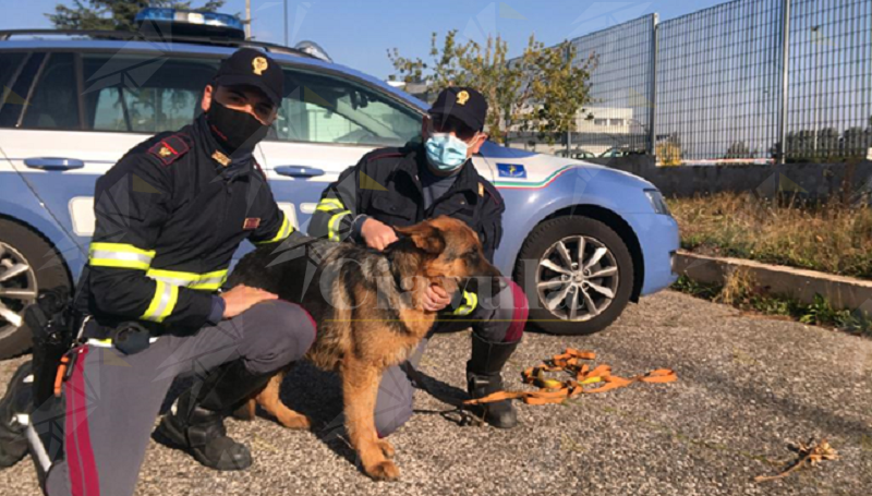 La polizia salva un cucciolo di pastore tedesco in autostrada