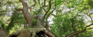 Un platano millenario in Calabria rappresenterà l’Italia nel concorso “Albero Europeo dell’anno 2021” item-thumbnail