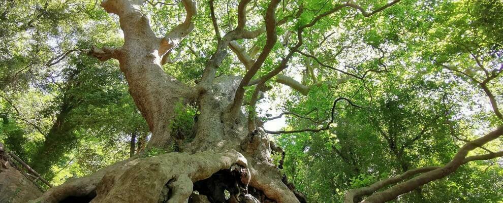 Consulta Giovanile di Caulonia: “Vota il Platano Millenario di Curinga e fai vincere l’Italia al contest Albero dell’anno”