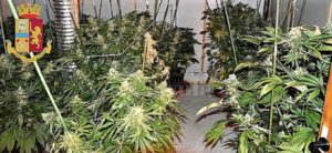 Coltiva 106 piante di marijuana, arrestato item-thumbnail