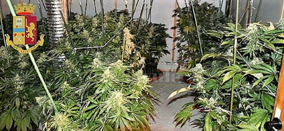 Coltiva 106 piante di marijuana, arrestato