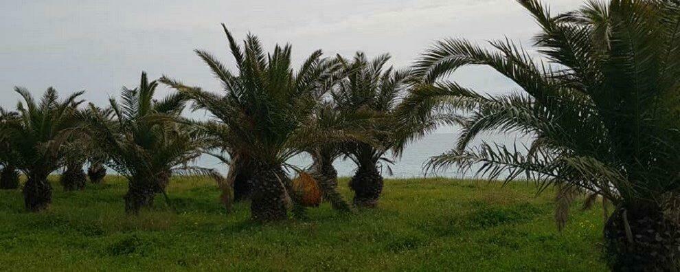 Tagliano le palme sul lungomare di Roccella per rivenderle. Interviene la polizia municipale