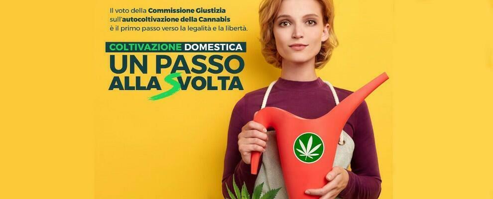 Coltivazione domestica di cannabis, le Sardine aderiscono all’appello di IoColtivo.eu