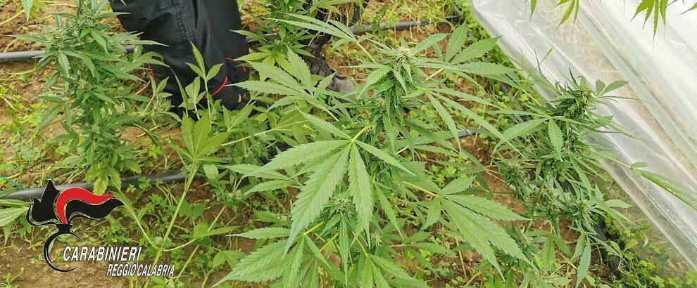 Melicucco: curava insieme al padre e al cugino una vasta piantagione di marijuana