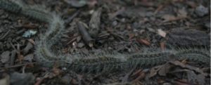 Parco Sila, è allarme processionaria item-thumbnail