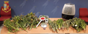 Coltiva marijuana in casa, arrestato item-thumbnail