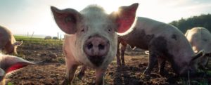 Uccideva animali con coltelli e mazze di ferro. La finanza scopre un mattatoio clandestino item-thumbnail