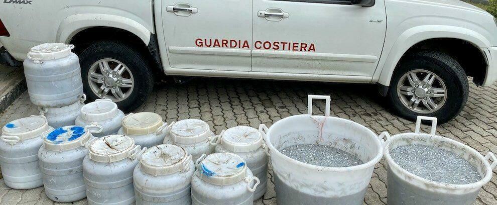 470kg di novellame sequestrati dalla Guardia Costiera di Roccella Jonica