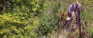 Caulonia: incuria e degrado al cimitero di Crochi item-thumbnail