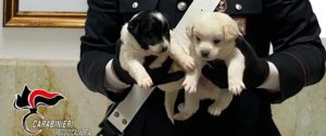 Gioia Tauro, quattro cagnolini abbandonati tra i rifiuti tratti in salvo dai carabinieri item-thumbnail