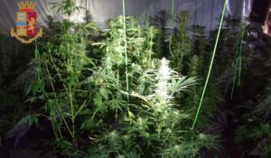 Coltiva 180 piantine di marijuana, 39enne in manette item-thumbnail
