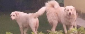 Orrore in Calabria, 2 cani uccisi a colpi di pistola davanti a un negozio item-thumbnail