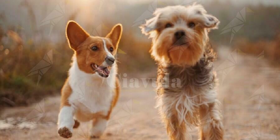 Cinquefrondi delibera a favore dell’adozione dei cani in canile