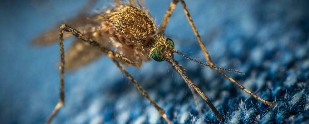 Caulonia, lotta alle zanzare: Benessere per la Jonica chiede interventi immediati