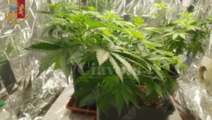 Lavatoio trasformato in una serra di marijuana, 48enne finisce in manette item-thumbnail