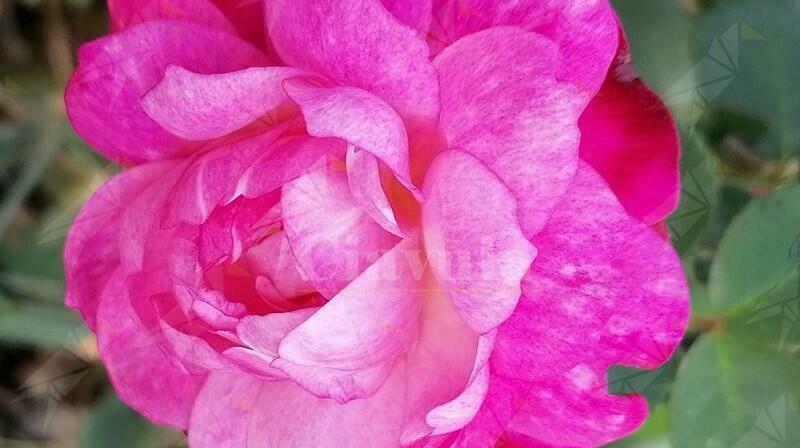Il 30 maggio, alla Casa delle Erbe della Locride si terrà la IV edizione della “Festa delle Rose”