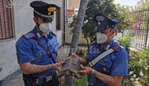 Calabria: Ritrovata e messa in salvo dai carabinieri una tartaruga centenaria item-thumbnail