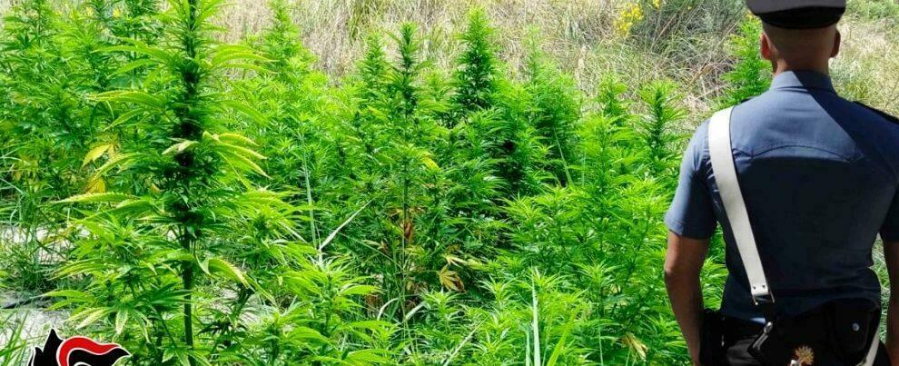 Scoperte tre piantagioni di marijuana a Bovalino, due persone arrestate
