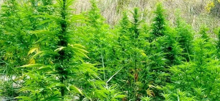 Coltivazioni di canapa nella riserva del fiume Lao: la polizia sequestra due piantagioni a Papasidero