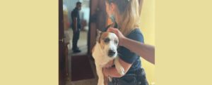 Fiamme in uno stabile a Reggio Calabria, la polizia salva inquilini e animali domestici item-thumbnail