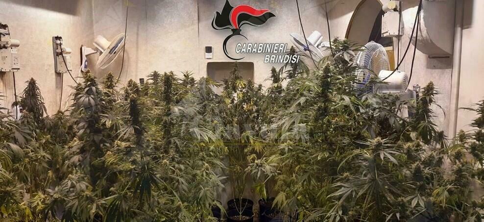 Scoperta una serra indoor con 63 piante di marijuana, un arresto