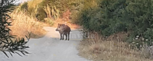 Cinghiale avvistato sulla pista ciclabile a Caulonia item-thumbnail
