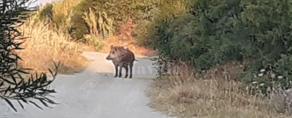 Cinghiale avvistato sulla pista ciclabile a Caulonia