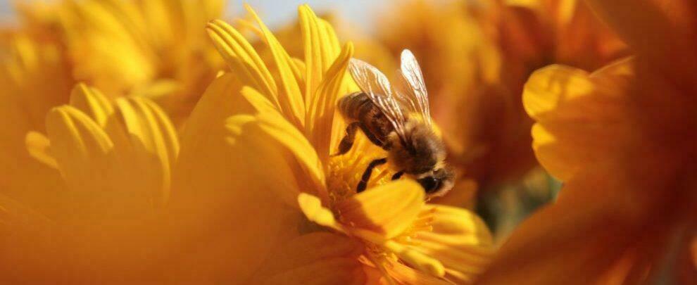 Apicoltura calabrese, deliberato lo stato di calamità naturale: la Regione chiede misure di sostegno al Governo