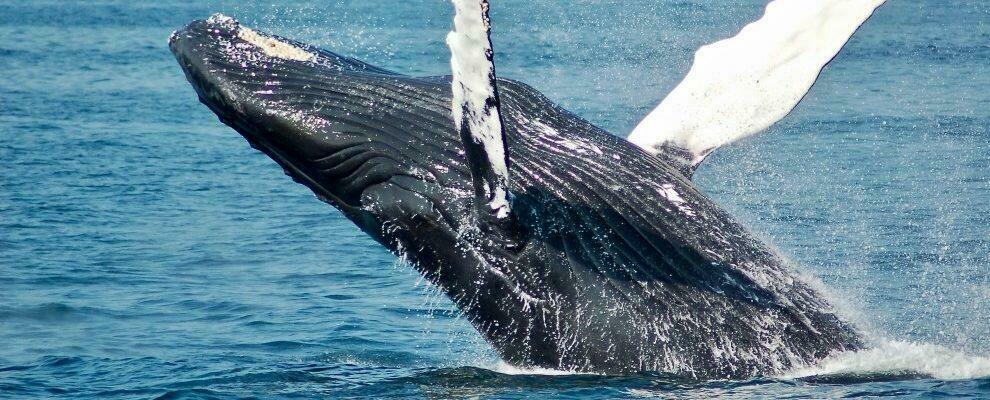 Balena inghiottisce pescatore, salvo per un colpo di tosse