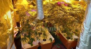 Allestisce due serre per la coltivazione di cannabis, 48enne finisce in manette item-thumbnail