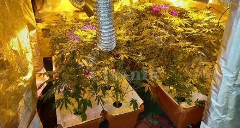 Allestisce due serre per la coltivazione di cannabis, 48enne finisce in manette
