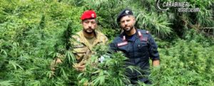 Sorpreso ad innaffiare una piantagione di marijuana nei pressi della stazione di Rosarno, scatta l’arresto item-thumbnail