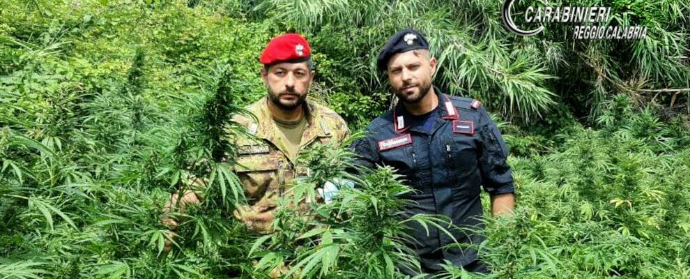 Sorpreso ad innaffiare una piantagione di marijuana nei pressi della stazione di Rosarno, scatta l’arresto