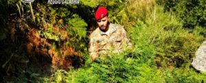 Rinvenuta una vasta piantagione di marijuana a Grotteria: oltre 740 piante di canapa distrutte dai carabinieri item-thumbnail