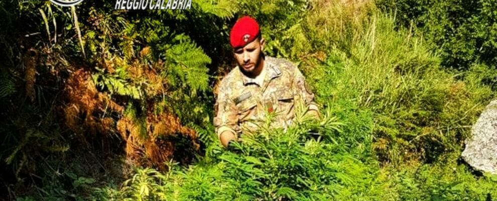 Rinvenuta una vasta piantagione di marijuana a Grotteria: oltre 740 piante di canapa distrutte dai carabinieri