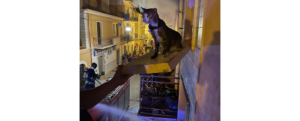 Scoppia incendio in un appartamento, i Carabinieri salvano da morte certa il piccolo “Jeko” item-thumbnail