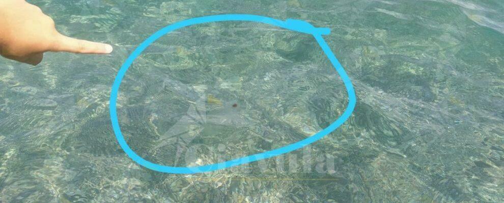 Anche nelle acque della Locride avvistata la “salpa funiformis”: è innocua e contribuisce a pulire l’ambiente