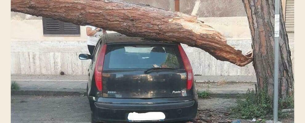 Paura nel vibonese: albero si spezza e cade su un’auto in sosta