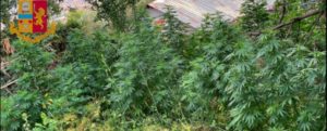 Sequestrate 40 piante di marijuana nel catanzarese, il coltivatore si giustifica: “Sono per uso personale” item-thumbnail