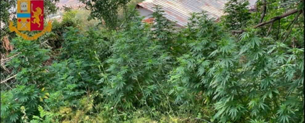 Sequestrate 40 piante di marijuana nel catanzarese, il coltivatore si giustifica: “Sono per uso personale”