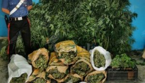 Calabria: Sequestrati 18 kg di marijuana e 32 piante di canapa indiana, un arresto item-thumbnail