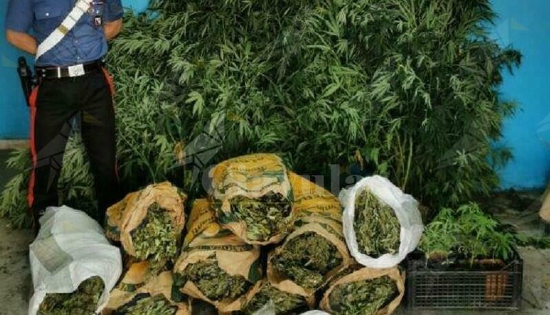 Calabria: Sequestrati 18 kg di marijuana e 32 piante di canapa indiana, un arresto