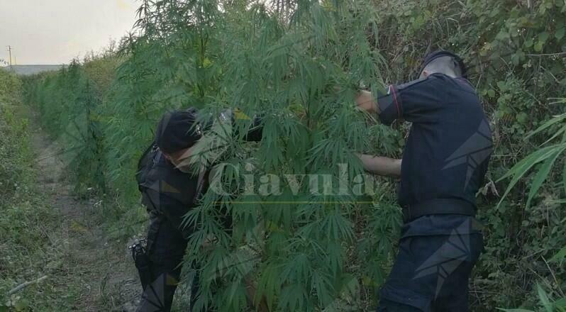 Calabria: Sorpreso dai carabinieri a coltivare una piantagione di marijuana, arrestato