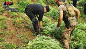 Cinquefrondi, scovata piantagione di marijuana tra i boschi della “Limina”. Sequestrate 1.229 piante item-thumbnail