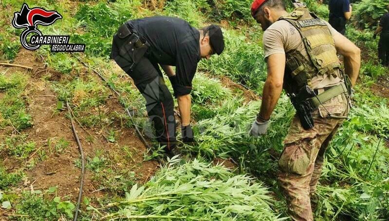 Cinquefrondi, scovata piantagione di marijuana tra i boschi della “Limina”. Sequestrate 1.229 piante