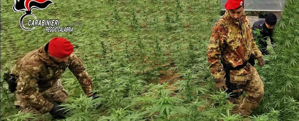 Droga: sequestrata una vasta piantagione di marijuana nel reggino. Scattano le manette per un giovane cittanovese