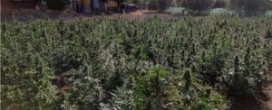 Rinvenuta grossa piantagione di marijuana, un arresto item-thumbnail